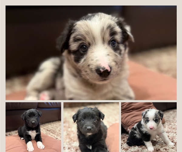 Medium Photo #1 Border Collie Puppy For Sale in CEDARVILLE, OH, USA