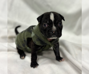 Mutt Dogs for adoption in OKLAHOMA CITY, OK, USA