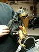 Small Photo #20 Doberman Pinscher Puppy For Sale in SUISUN CITY, CA, USA