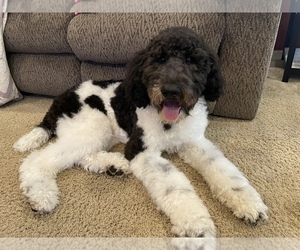 Goldendoodle-Unknown Mix Puppy for sale in HOPKINSVILLE, KY, USA