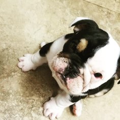 English Bulldog Puppy for sale in WEST, TX, USA