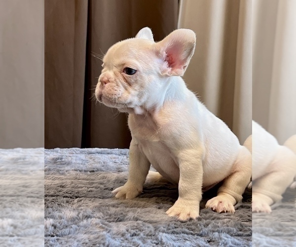 Medium Photo #6 French Bulldog Puppy For Sale in WEST HOLLYWOOD, CA, USA