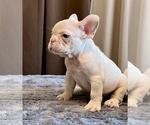Small #5 French Bulldog