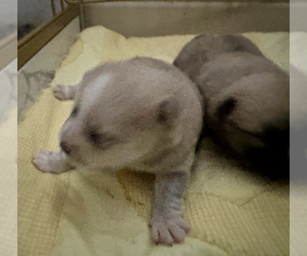 Medium Photo #169 Pomsky Puppy For Sale in LOVELAND, CO, USA