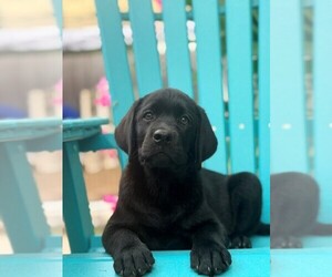 Labrador Retriever Puppy for sale in HAMPSTEAD, NC, USA