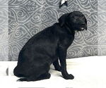 Small #2 Labrador Retriever Mix