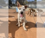 Puppy 5 Australian Cattle Dog-Border Collie Mix