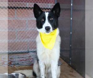 Border Collie-Unknown Mix Dogs for adoption in San Antonio, TX, USA