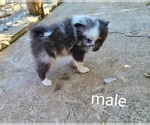 Small Photo #3 Pomeranian Puppy For Sale in BIG ISLAND, VA, USA