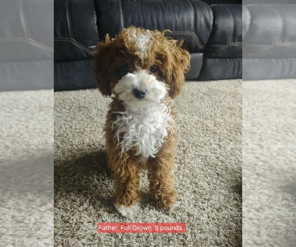 Medium Photo #1 Goldendoodle mix (+ Poodle Standard) Puppy For Sale in MILFORD, UT, USA