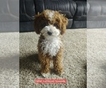 Small Photo #1 Goldendoodle mix (+ Poodle Standard) Puppy For Sale in MILFORD, UT, USA
