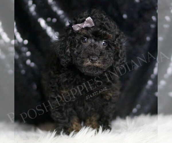 Medium Photo #5 Poodle (Toy) Puppy For Sale in WARSAW, IN, USA