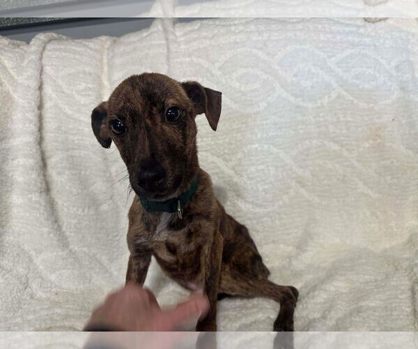 Medium Photo #2 Chihuahua-Feist Terrier Mix Puppy For Sale in Westwood, NJ, USA