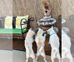 Small Photo #1 Shiba Inu Puppy For Sale in TUCSON, AZ, USA