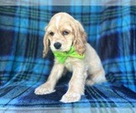 Small #3 Cocker Spaniel