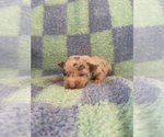 Small #1 Chihuahua