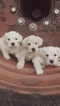 Small Photo #1 Schnoodle (Miniature) Puppy For Sale in PROSPERITY, PA, USA
