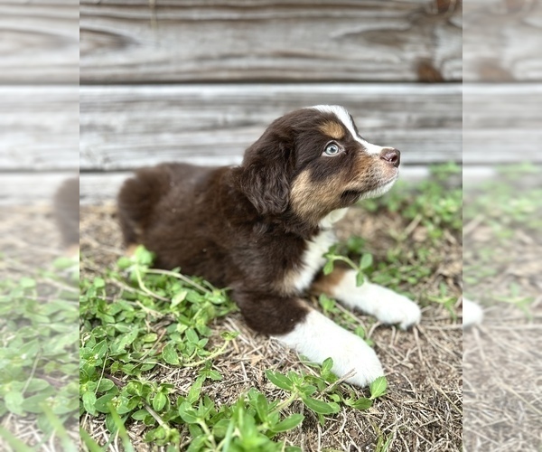 Medium Photo #2 Miniature Australian Shepherd Puppy For Sale in ORLANDO, FL, USA