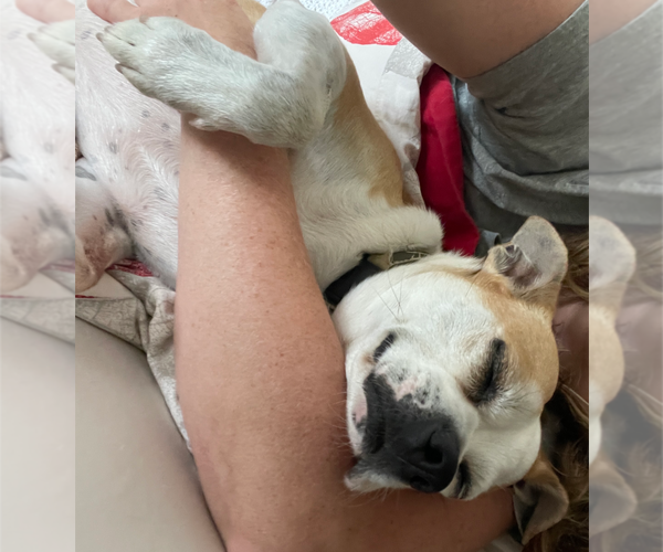 Medium Photo #6 American Pit Bull Terrier-Chihuahua Mix Puppy For Sale in Holly Springs, NC, USA