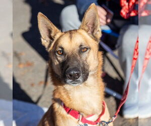 German Shepherd Dog-Unknown Mix Dogs for adoption in Canton, CT, USA