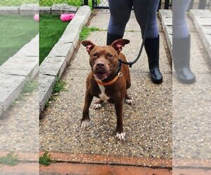 American Staffordshire Terrier-Unknown Mix Dogs for adoption in Perth Amboy, NJ, USA