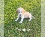 Puppy Tommy Beagle