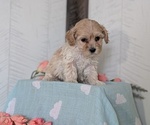 Small Photo #23 Cockapoo (Toy) Puppy For Sale in GOSHEN, IN, USA