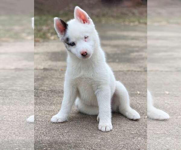 Medium Photo #8 Pomsky Puppy For Sale in St. Louis Park, MN, USA