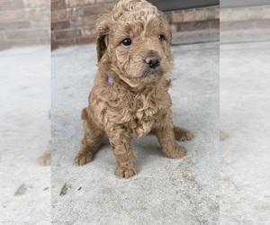 Goldendoodle (Miniature) Puppy for sale in MOUNTAIN GROVE, MO, USA