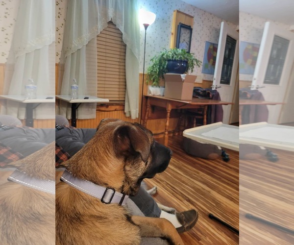 Medium Photo #20 German Shepherd Dog-Unknown Mix Puppy For Sale in Sebec, ME, USA