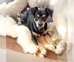 Small #8 Dachshund Mix