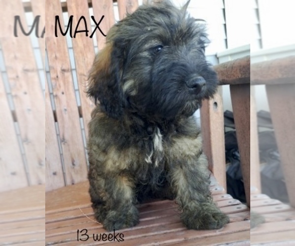 Medium Photo #1 Miniature Labradoodle Puppy For Sale in CLARE, MI, USA
