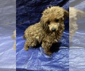 Maltese-Poodle (Toy) Mix Puppy for sale in ASHEVILLE, NC, USA