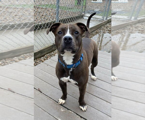Medium Photo #8 American Pit Bull Terrier-Unknown Mix Puppy For Sale in Evansville, IN, USA