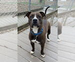 Small #7 American Pit Bull Terrier Mix