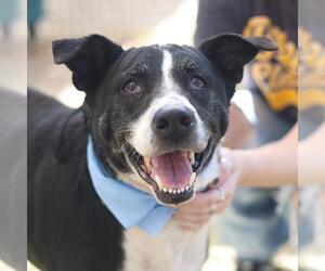 Australian Shepherd-Unknown Mix Dogs for adoption in San Antonio, TX, USA