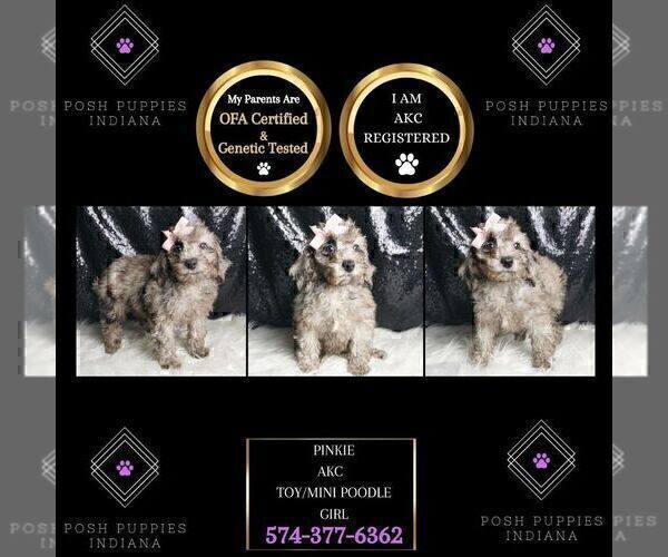 Medium Photo #3 Poodle (Miniature) Puppy For Sale in WARSAW, IN, USA