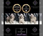 Small #2 Poodle (Miniature)