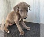 Small Labrador Retriever Mix