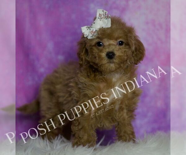 Medium Photo #28 Maltipoo (Miniature) Puppy For Sale in WARSAW, IN, USA