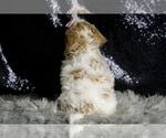 Small Photo #61 Goldendoodle (Miniature) Puppy For Sale in WARSAW, IN, USA
