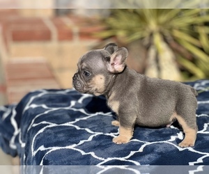 French Bulldog Puppy for sale in WEST HILLS, CA, USA