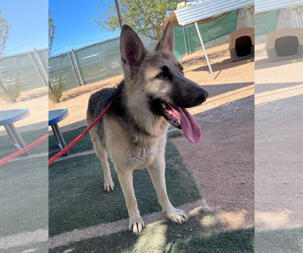 Medium Photo #9 German Shepherd Dog Puppy For Sale in Apple Valley, CA, USA
