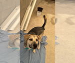 Small #5 German Shepherd Dog Mix