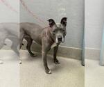 Small American Pit Bull Terrier Mix