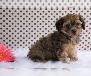 Cavalier King Charles Spaniel-Poodle (Toy) Mix Puppy for sale in FREDERICKSBG, OH, USA