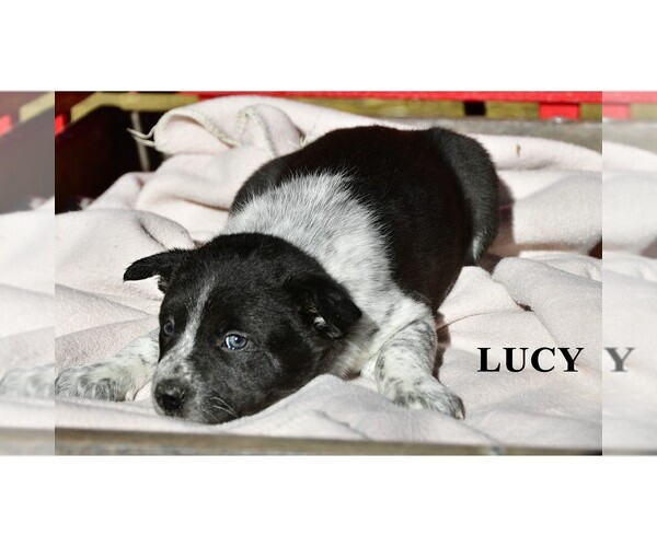 Medium Photo #24 Australian Cattle Dog-Border Collie Mix Puppy For Sale in CLARE, MI, USA