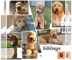 Small Photo #3 Goldendoodle Puppy For Sale in FALL RIVER, MA, USA
