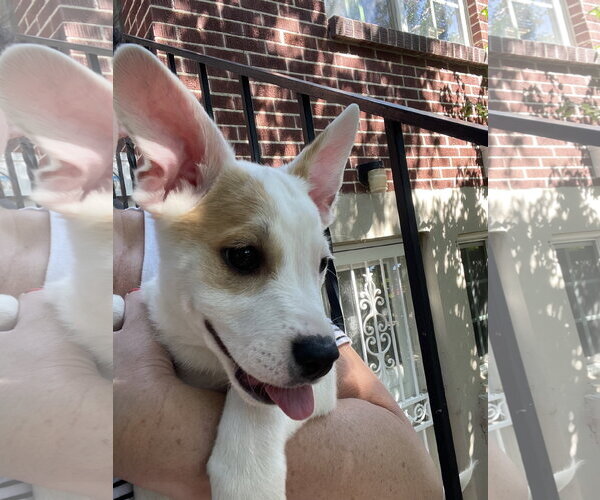 Medium Photo #4 American Pit Bull Terrier-Unknown Mix Puppy For Sale in Sandy, UT, USA