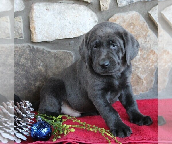 Medium Photo #2 Labrador Retriever Puppy For Sale in KINZERS, PA, USA